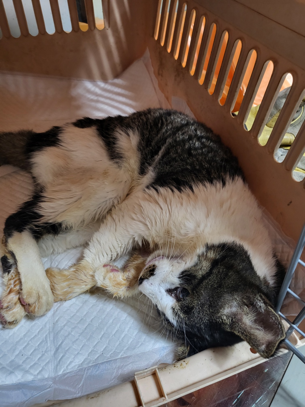 평택시유기동물보호소_441391202403548